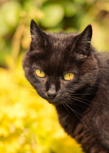 郁郁葱葱的花园里的黑猫画像