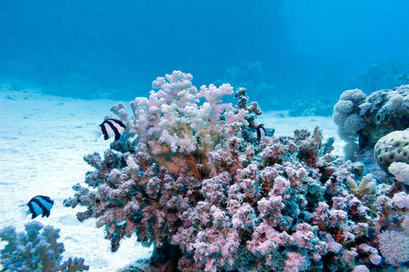热带海域的珊瑚礁，有硬珊瑚和外来鱼类白尾豆娘