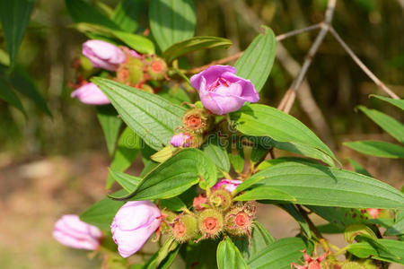 桂花