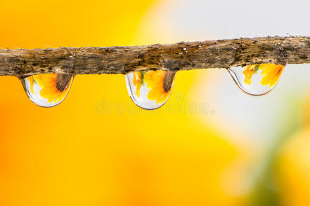 花与雨滴