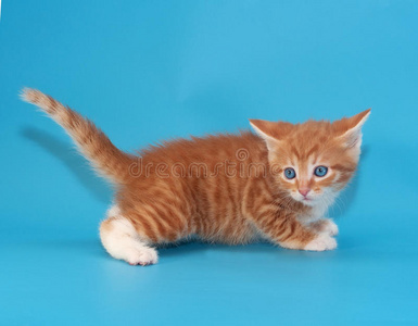蓝色毛茸茸的红色小猫