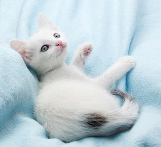 白色毛茸茸的小猫躺在蓝色的上面