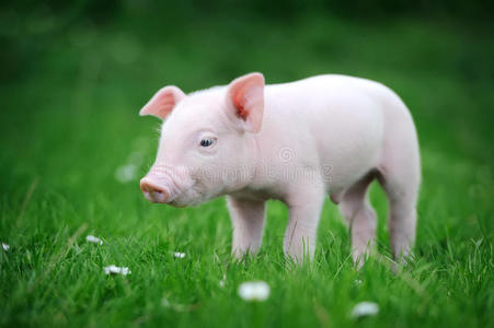 青草上的小猪