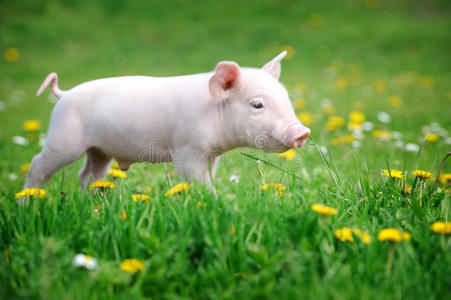 青草上的小猪