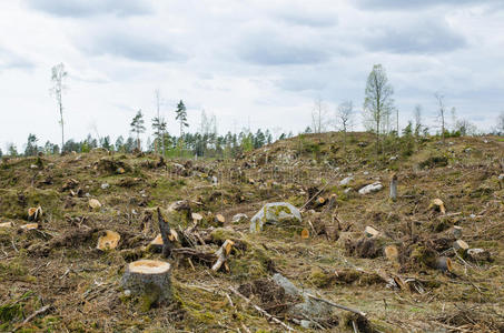 加加林区采伐林区照片