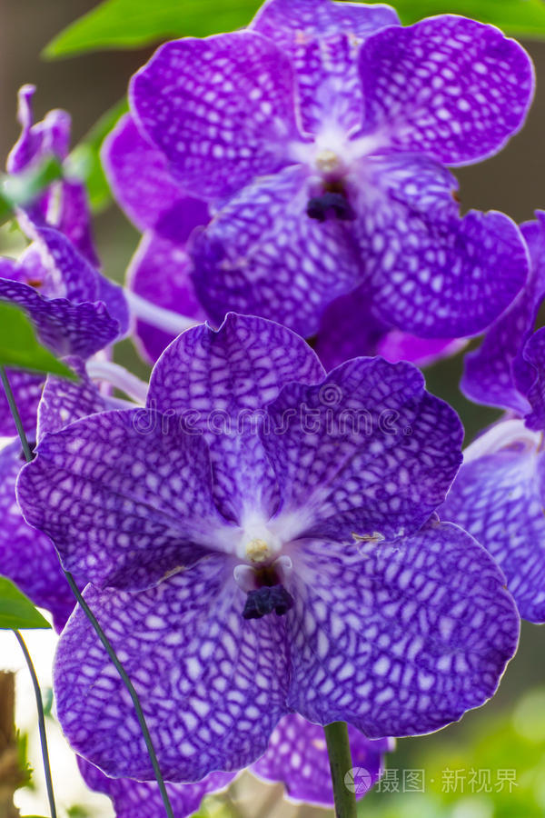 紫罗兰图片(紫罗兰图片大全大图 鲜花)