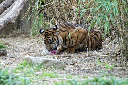 老虎 底格里斯 野生动物 动物 西伯利亚 森林 猎物 食肉动物