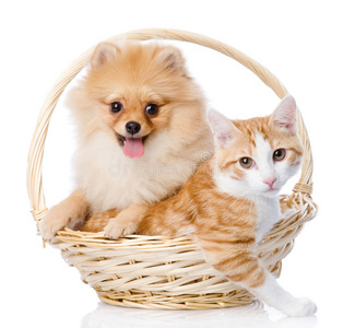 斯皮茨狗在篮子里拥抱一只猫。