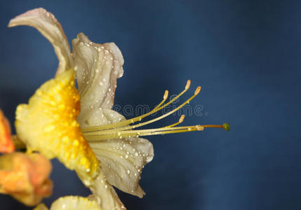 雨后杜鹃花