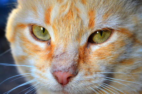 橙色猫