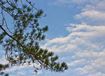 树枝松树与天空