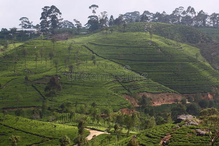 茶园山