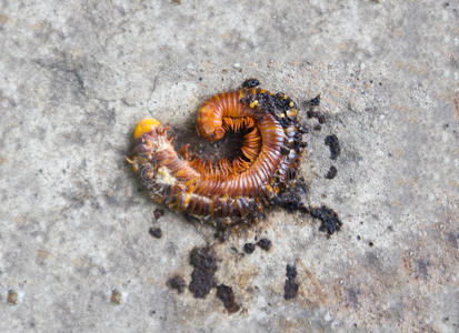 破壳千足虫照片