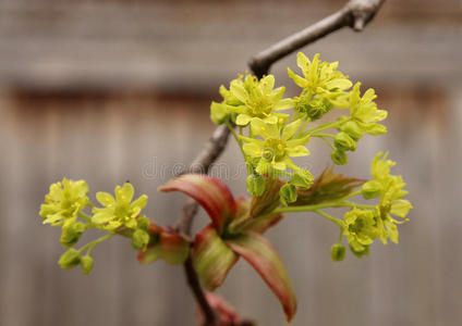 树芽