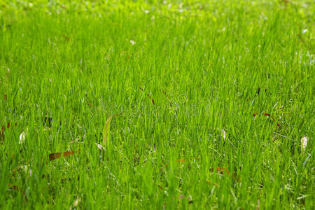 许多亚洲绿草