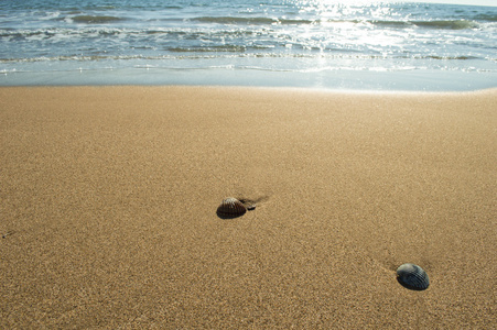 在海边沙滩上的贝壳
