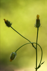 黄色 hypochoeris 茯苓