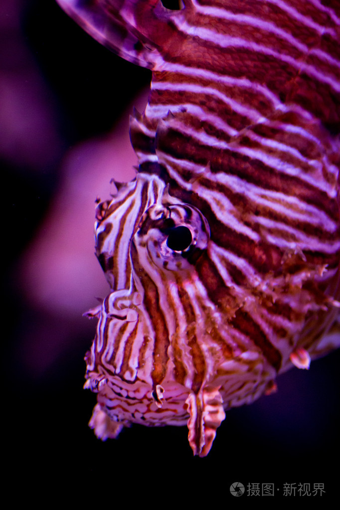 *5184px发票合同问题/查看作者其他作品查看更多>老虎皮肤纹理豹子