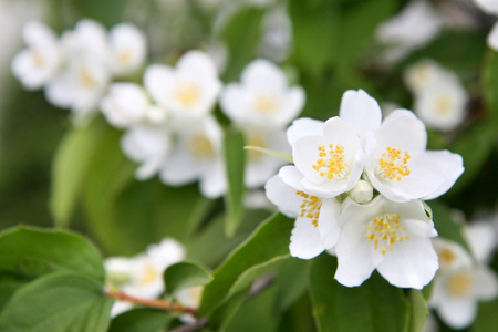 白花茉莉花