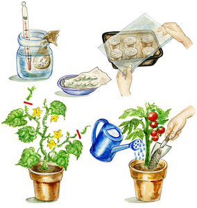 番茄种植图片-番茄种植素材-番茄种植插画-摄图新视界