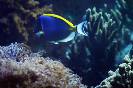 水族馆的鱼