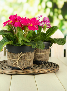 美丽粉红色报春花属植物花盆，木桌上，在绿色背景上