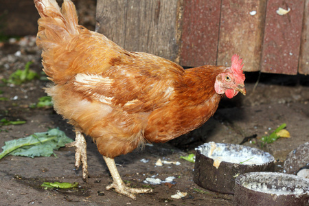 国内的棕色母鸡照片