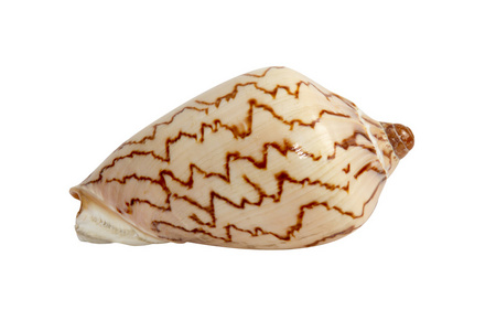 海贝壳上白色剪切路径与孤立