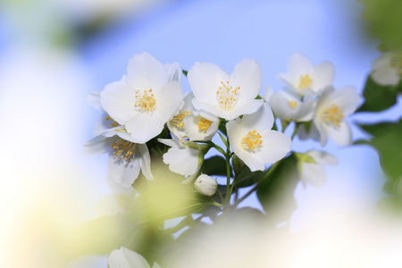 白花茉莉花