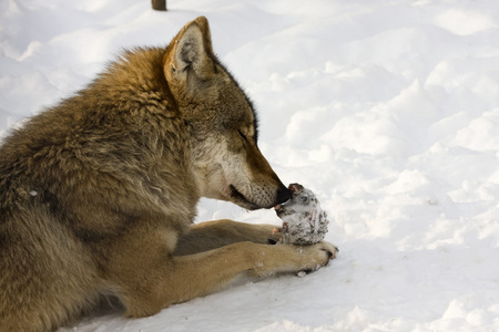 在冬天的狼图片