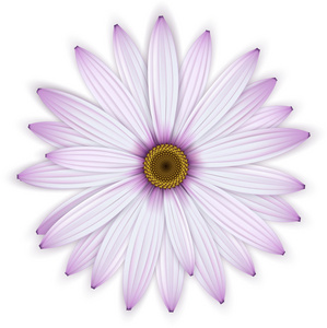 单朵 osteospermum 的紫色雏菊花