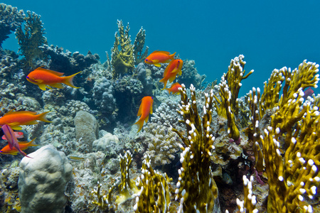 与硬珊瑚和异国情调的珊瑚礁鱼类底部的热带海 anthias
