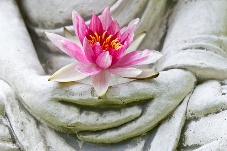 佛陀花摄影图