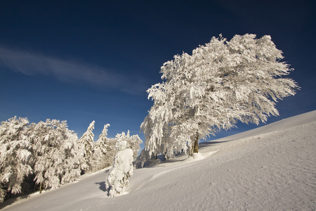 在山山顶的雪下的山毛榉树图片