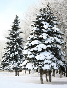 与在 sinlight 雪雪花圣诞杉树