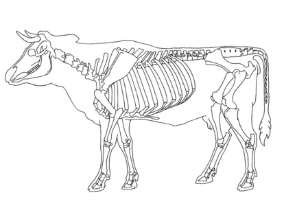 牛头骨骼结构图图片