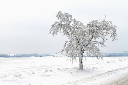 冻结和雪盖的树一路走来图片