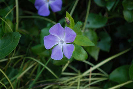 长春花园在爱尔兰