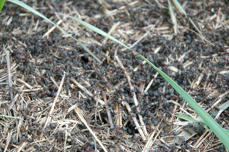 一群蚂蚁，在其蚁丘上工作