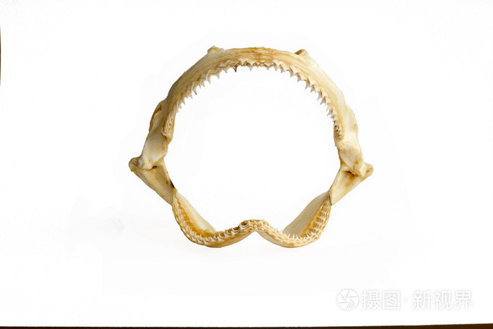 鲨鱼颌骨上白色隔离