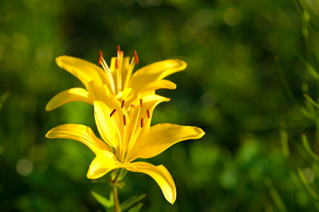 百合鲜花