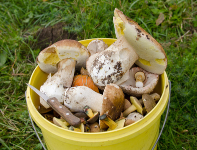 存储桶的蘑菇