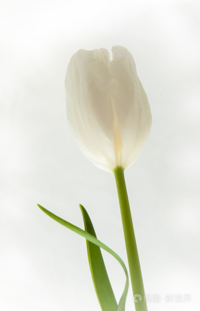 一个白色郁金香