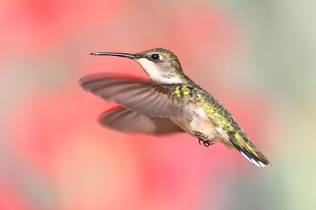 红宝石throated 蜂鸟飞行中