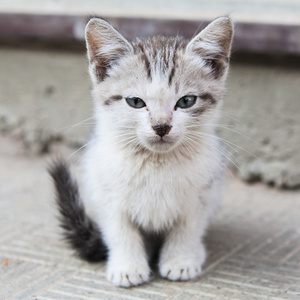 伤心的小流浪小猫