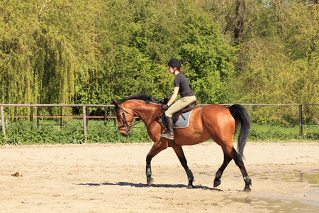 关于夏天的棕色马美丽 equestrienne