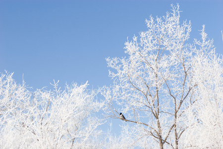 早午餐或树木覆盖着雪和蓝色冬季的天空
