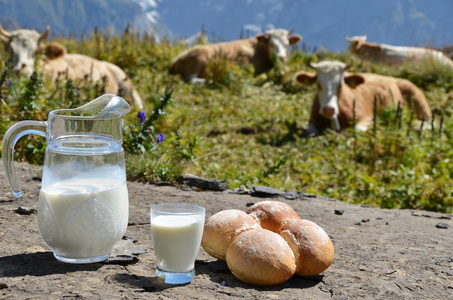 jug 打击群奶牛的牛奶。瑞士少女峰地区