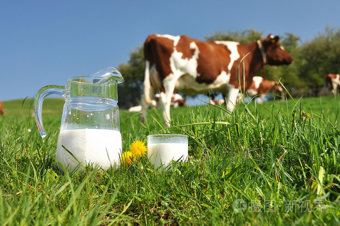 jug打击群奶牛的牛奶爱蒙塔尔地区瑞士