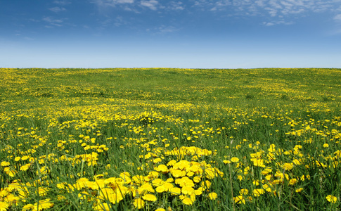 蒲公英花海海的蒲公英照片
